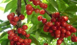 樱桃即中国樱桃，其在现代主要的栽培品种有哪些？