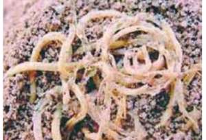 面条作为中国传统主食出现在什么时候？面条的种类又有哪些？