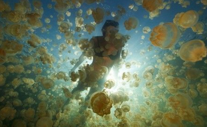 帕劳的水母湖却很特殊,湖中的水母为什么没有毒性?