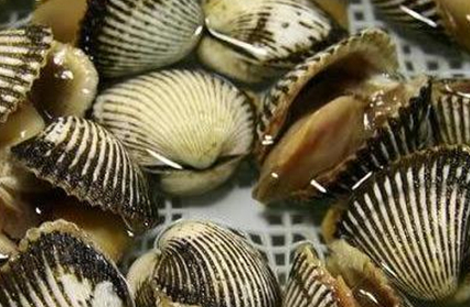 毛蚶对人体有诸多好处,现代人食用毛蚶时要注意什么?