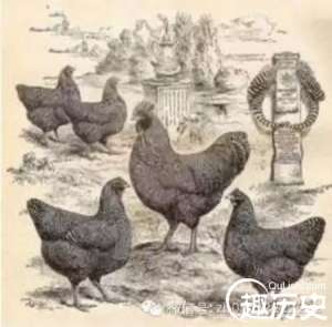 揭秘：鸡肉如何征服世界？罗马规定每餐吃一只鸡！