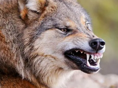 将领海兰察救驾乾隆有功 他为什么只要一个宫女